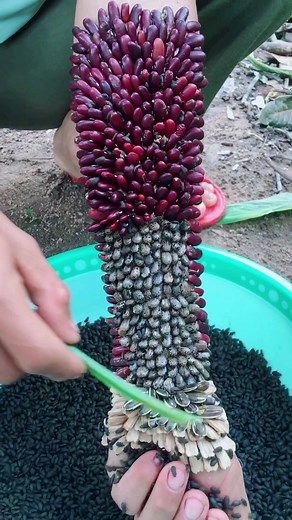 Understanding Different Types of Lice on Dogs: A Comprehensive Guide