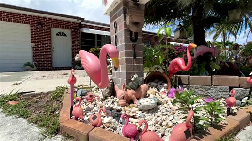 More wild flamingos are being spotted in Florida, prompting the first ever flamingo census