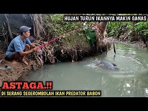 OH MY GOD!! FISHING FOR GURAMEH IN THIS RIVER MAKES YOU FORGET EVERYTHING || IT'S RAIN AND THE FI...