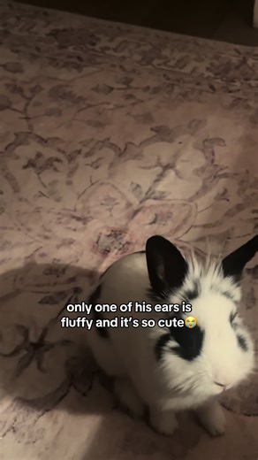 fluffy ear #bunniesoftiktok #rabbitsoftiktok | bunny