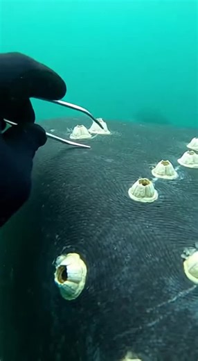 Exploring Dense Whale Barnacles in Underwater Videos