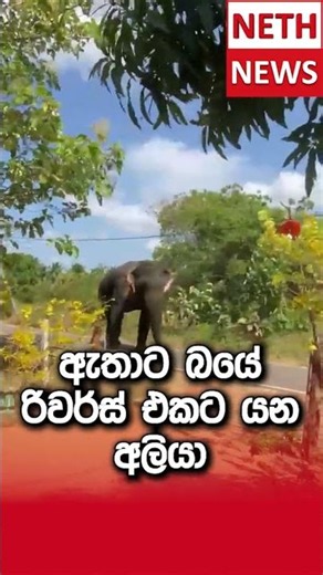 ඇතාට බයේ රිවර්ස් එකට යන අලියා