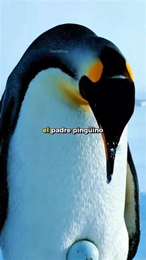 En el corazón del invierno antártico, el pingüino emperador custodia su huevo con paciencia y amor. Cuando el polluelo nace, el reencuentro con la madre transforma el frío en un abrazo de vida y esperanza. #animales | Curio Cuy