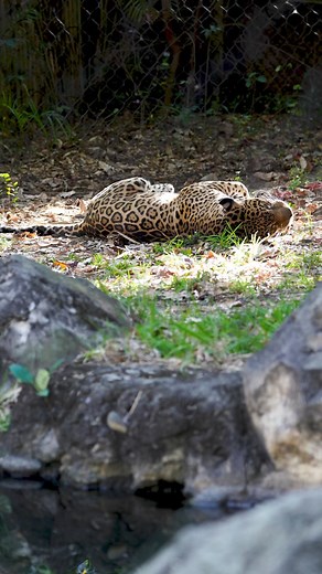 It IS a beautiful morning! ☀️ We are open from 9AM - 5PM for a day of wildlife-saving adventures. Save $2 by purchasing your tickets through our website! | Palm Beach Zoo
