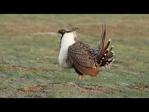The Greater Sage Grouse Most Unusual Dance