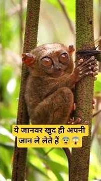 ऐसे जानवर जो खुद ही अपनी मौत की वजह बनते हैं 😱 | Shocking Animal Facts #shorts #facts #factsworld