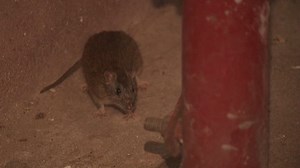 Why New York's rat problem will likely persist