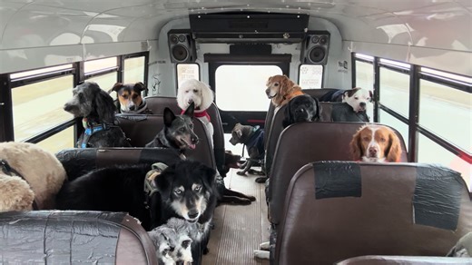 K9 Convoy Bus: The Ultimate Dog Transportation