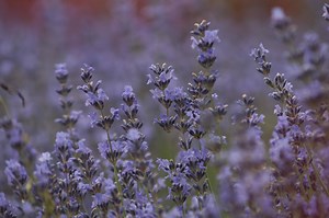 Contact - Inspire Spa