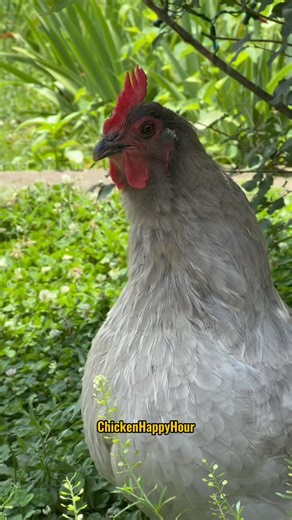 Happy *Cluck* You Up Friday 🐔🎉 #friday #happyfriday #tgif #chicken #funnyanimals #comedy #chickensofinstagram #chickenhappyhour | Chicken Happy Hour