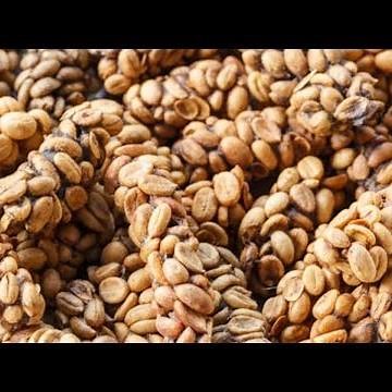 Coffee from cat poop