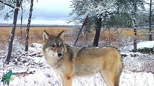 315K views · 3.4K shares | Some picturesque footage of 4 members of...