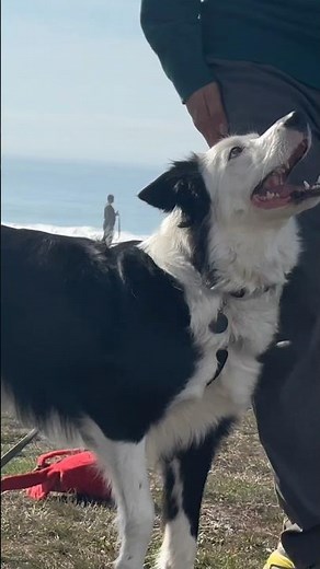 Why Traditional Heel Training Is Holding You Back! 🙅‍♂️Teach Your Dog to Heel on Either Side of You