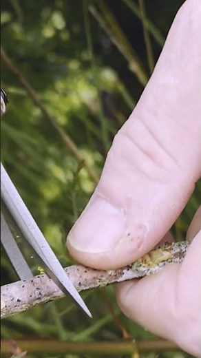 How to Tell if a Plant is Dead or Alive (Simple Pruning Trick)