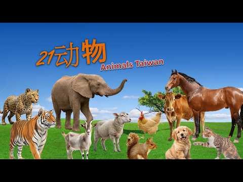 21 Animals in Taiwan | 21種動物的台灣名稱 | Learn Animals Sounds and Names