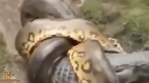 190K views · 1.6K reactions | Giant Anaconda hunt and swallow big Crocodile | Animal Life | Facebook