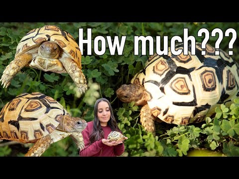 How much does a Leopard Tortoise cost??