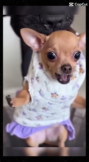 3D Hole Illusion BROKE The Pet’s Brain 😂 #shorts #funnyanimals #pets #3dillusion #inspiration #