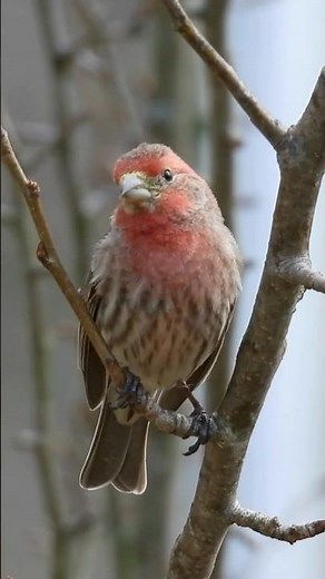 Listen to Beautiful Male House Finch’s Catchy Warble + Wheer!