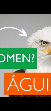 What do eagles eat? - What do eagles eat?
