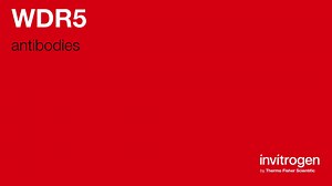 WDR5 antibodies from Thermo Fisher Scientific