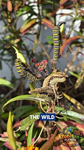 Animals With INSANE Camouflage Skills 😳