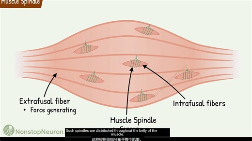 肌梭和拉伸反射muscle spindle & stretch reflex【YouTube】（中英字幕）