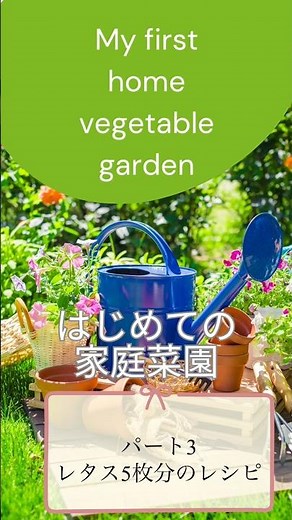 【肉離れ夫人】はじめての家庭菜園③レタス5枚分のレシピ #家庭菜園初心者 #サニーレタス栽培 #肉離れ夫人 #サニーレタスレシピ