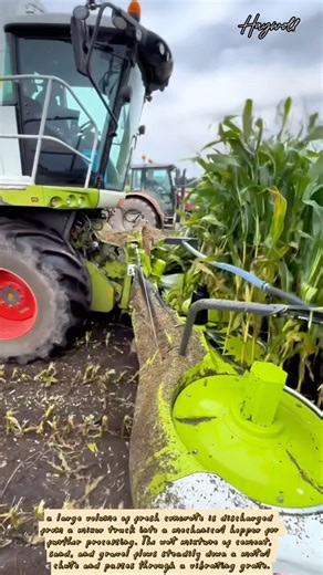 Harvesting Maize with an Automated Forage Harvester" (A noun phrase summarizing the activity).