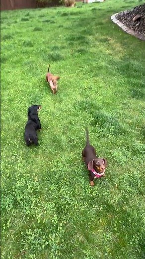 Playing Fetch in the rain with Cinder the Mini Dachshund #doxiesquad #puppy #barkbox #dachshund