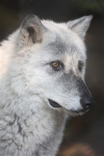 Seneca Park Zoo's gray wolf 'Timber' diagnosed with spinal condition