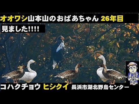 すごすぎる！琵琶湖長浜に26年目のオオワシ、うっちー探検発見ほっとけん、内山裕之、コハクチョウ、Japanese Wild Birds 、Steller' Sea-Eagle 、Tundra Swan