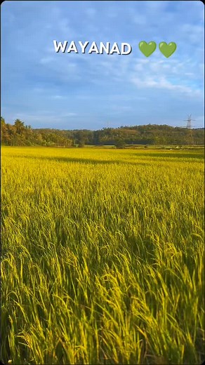 WAYANAD 💚Nature’s paradise 🌾💚 | tittu._007