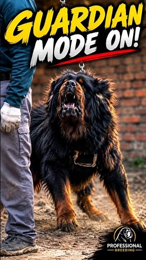 Powerful Tibetan Mastiff Shows Incredible Protection Instincts 🐾