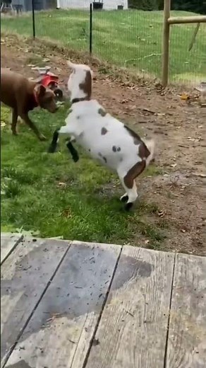 HILARIOUS Goats Dancing Like CRAZY!