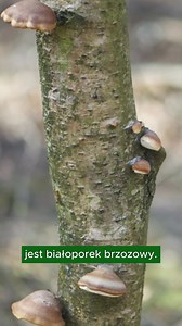 Myślisz, że wiesz już wszystko o grzybach? 🤔 Zobacz nasz film i poznaj świat grzybów z całkowicie innej perspektywy! 🍄 | Lasy Państwowe