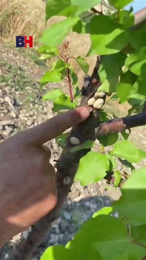 FARMER FROM BURSA LASHES OUT AT SNAILS