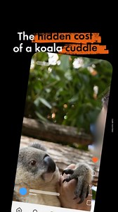  That cute koala “cuddle” on social media is not so cute up close.  In fact, it’s too close for comfort. See koalas in the wild, where they belong.  Find out more: https://bit.ly/4hZvAdN | World Animal Protection New Zealand | Facebook