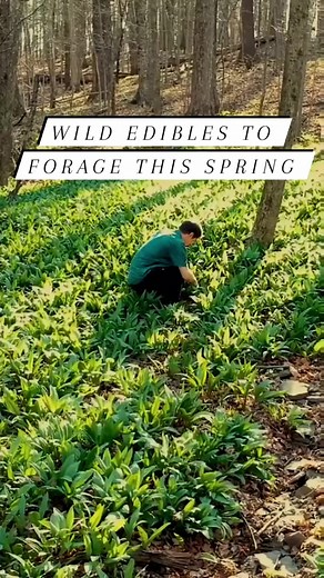 5 Wild Edibles to Forage this Spring! #wildedibles #wildfood #foraging #fungi #mushroomhunting #Mushrooms #ramps #wildleeks #wildfoodlove | Son of a Bear Herbs