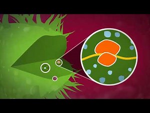 How Antibiotics Work 2019