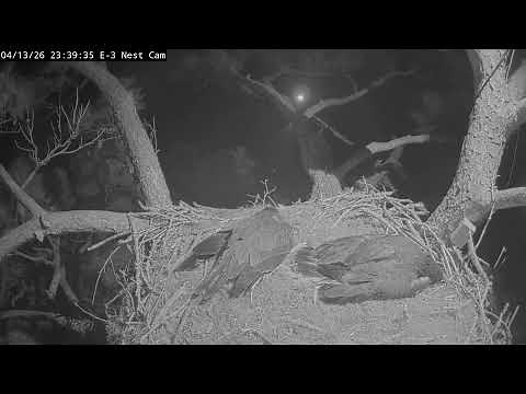 Kisatchie National Forest E-3 Nest Cam, Alex II and Andria III.