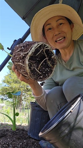 Spring 2026 planting taro or elephant ear