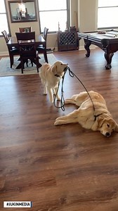 Theo, the puppy, pulled at Marshall, the bigger dog's leash to get him up. | The National Desk - TND