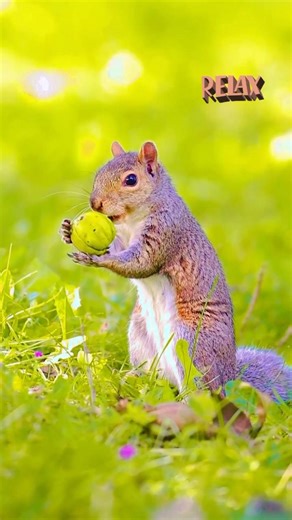 Gray Squirrel The Bushy Tailed Urban Master 🏙️ #animal #wildlife #wildtv