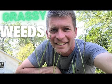 Easy Way to Identify Grassy Weeds like Crabgrass and Dallisgrass!