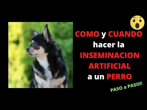 💉😲HOW and WHEN to do ARTIFICIAL INSEMINATION in DOGS😲💉