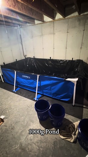Creating the Perfect Pool Pond for Red Tail Catfish