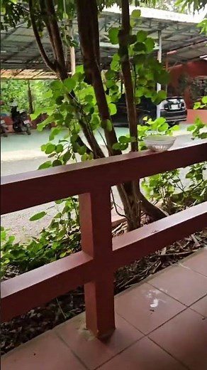 🔊 The Mysterious Sound of Cicadas in Kep, Cambodia | Nature’s Hidden Symphony