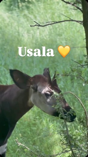 Dziś, 18 października, razem z naszym wyjątkowym okapi o imieniu Usala obchodzimy Międzynarodowy Dzień Okapi! To święto jednego z najbardziej niezwykłych i tajemniczych zwierząt świata, bliskiego kuzyna żyrafy, żyjącego w tropikalnych lasach Demokratycznej Republiki Konga. 🇨🇩 Celem Międzynarodowego Dnia Okapi jest zwrócenie uwagi na potrzebę ochrony tego zagrożonego gatunku, którego populacja w naturze stale maleje z powodu utraty siedlisk, kłusownictwa i nielegalnego wydobycia surowców. Obcho