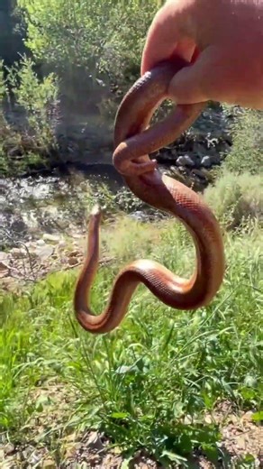 Rosy Boa at Fish Canyon #reptiles #castaic #nature